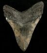 Beautifully Colored Megalodon Tooth #6648-2